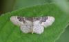 Idaea rusticata